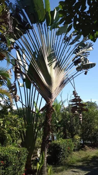 Casa Flor De Annia ~ Cozy 2 Bdrm On The River Sierpe ~ Walkable To Town Βίλα Εξωτερικό φωτογραφία